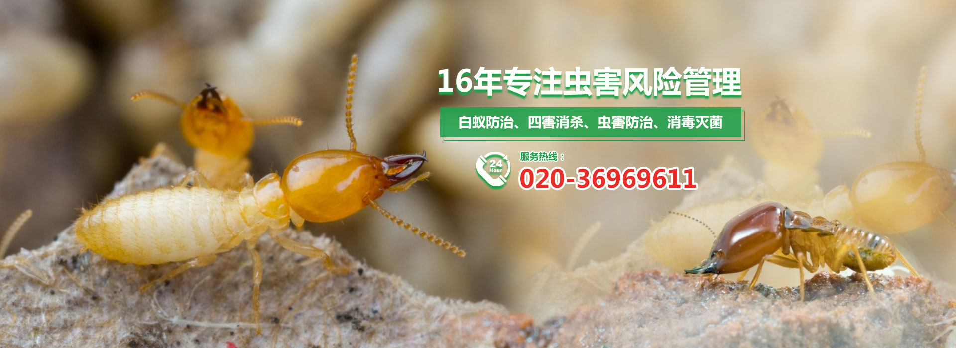 16年專注蟲害風(fēng)險(xiǎn)管理